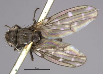 Media type: image;   Entomology 11178 Aspect: habitus dorsal view